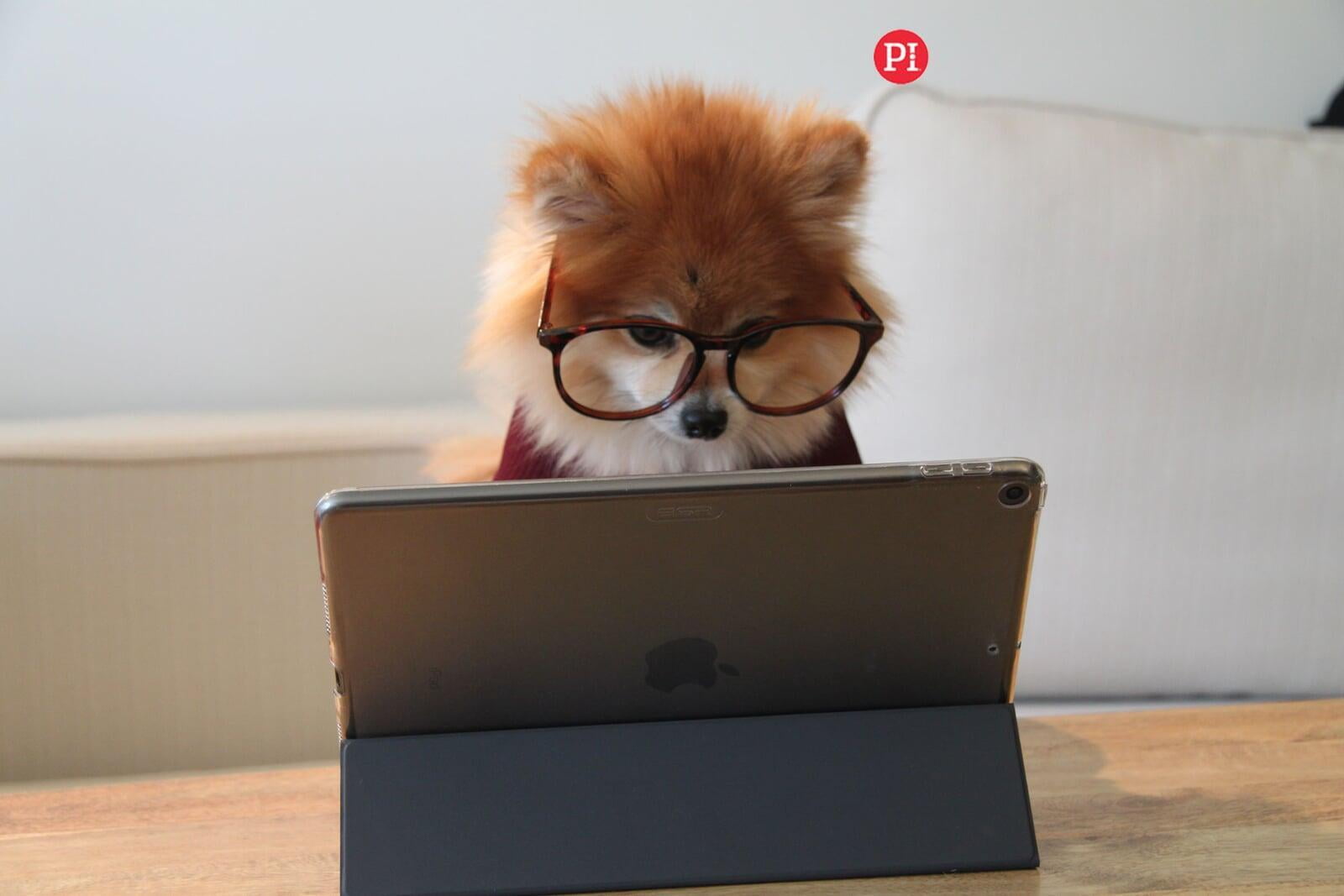 Pomeranian on laptop, PI logo top right