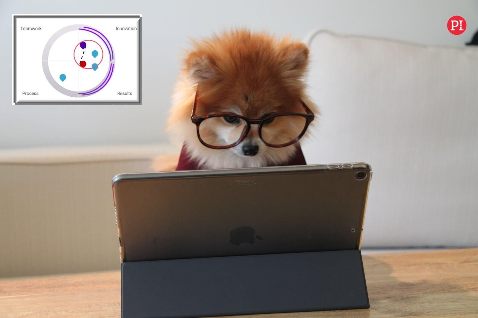 Pomeranian getting PI Strategy Session Result